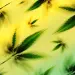US Hemp Ban Threatens to Derail New Medicare Reimbursement Pilot